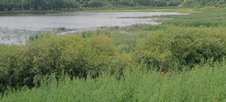 御道口草原森林风景区云水间家庭民宿图片