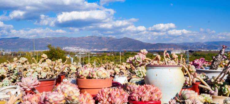新新花园·多肉美宿家客栈(大理古城洱海店)图片