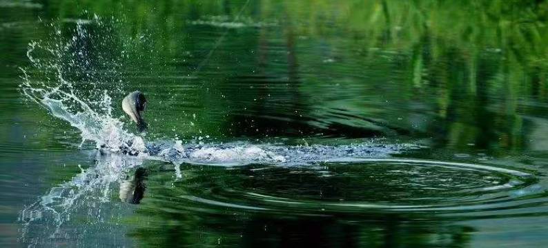 逅院·Angling垂钓山野度假民宿(安吉云上草原店)图片