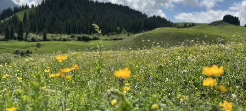 和静巩乃斯山庄图片