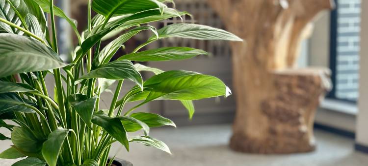 百马·将军府酒店(伊犁将军府店)图片