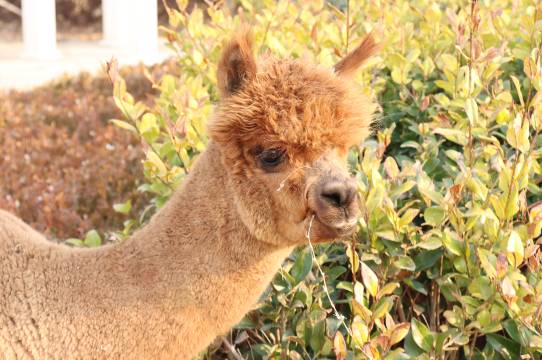 泰安泰岳温德姆酒店图片