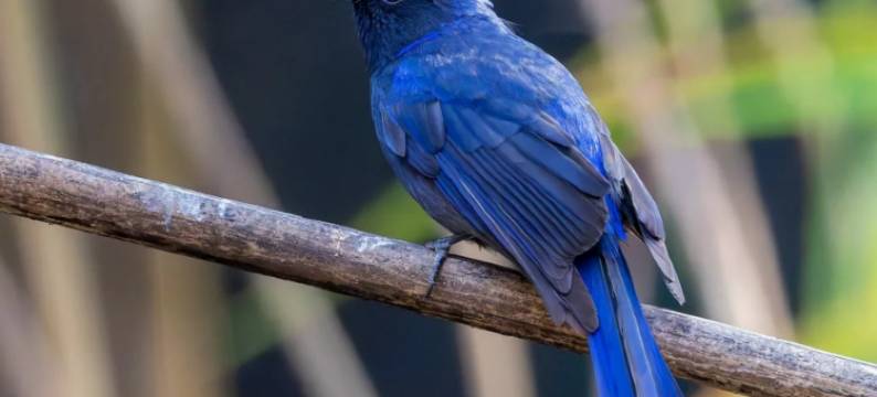 依山半舍·观山|SERENE·PANORAMA 温泉美宿(腾冲和顺古镇店)图片