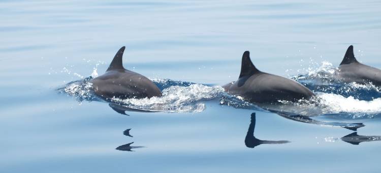 悠阁·林海墅(亭可马里)(Uga Jungle Beach - Trincomalee)图片