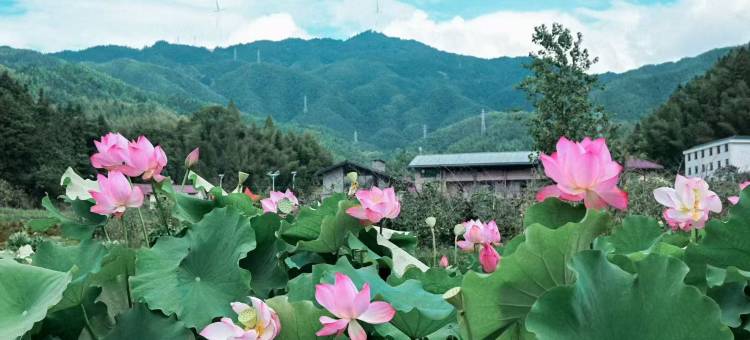 村头芳 · 若谷山房图片