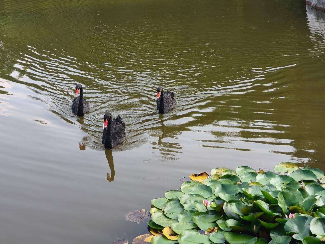 峨眉山红珠山宾馆图片