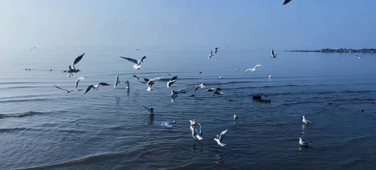 青岛星河湾酒店图片