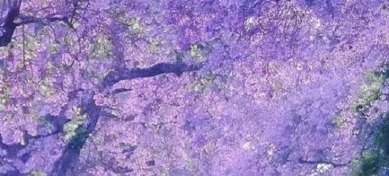 月都假日酒店(西昌建昌古城店)图片