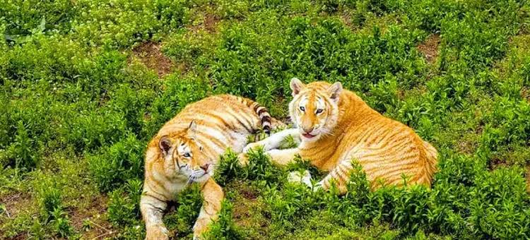 城市花果山丽呈漫湖酒店(荣成高铁站店)图片