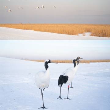 铂亚御枫酒店(齐齐哈尔店)图片