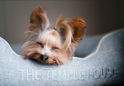 六度假日酒店(阳朔西街店)图片