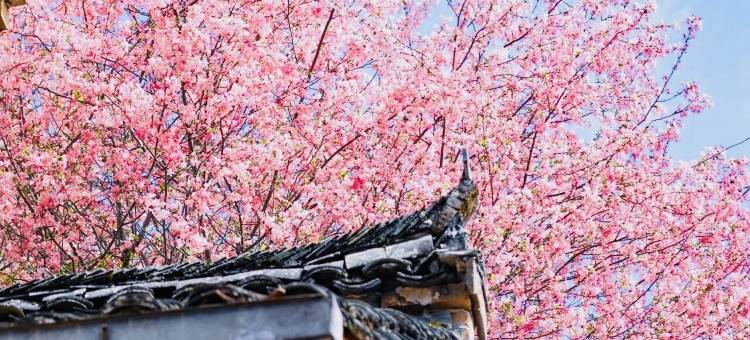 钰荷伊宿·山居·花海·智能设计美宿(婺源篁岭景区店)图片
