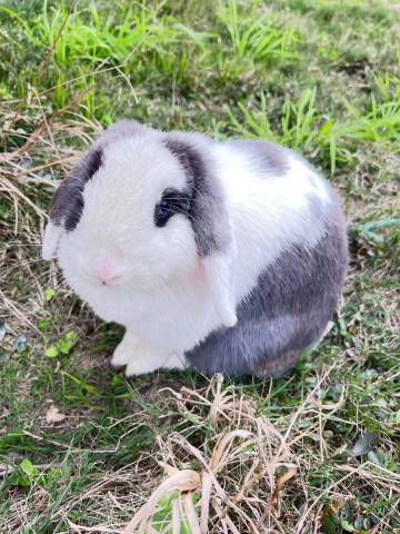 风隐天骄酒店(都江堰景区南桥店)图片