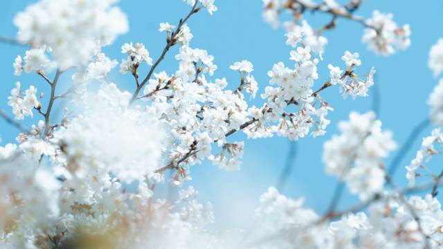 苏州四季酒店图片