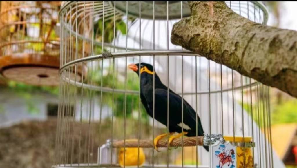 花溪·吵夜郎观景民宿(青岩古镇店)图片