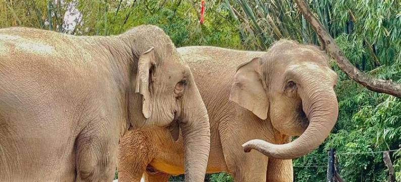 季云国际公寓(广州长隆野生动物世界店)图片