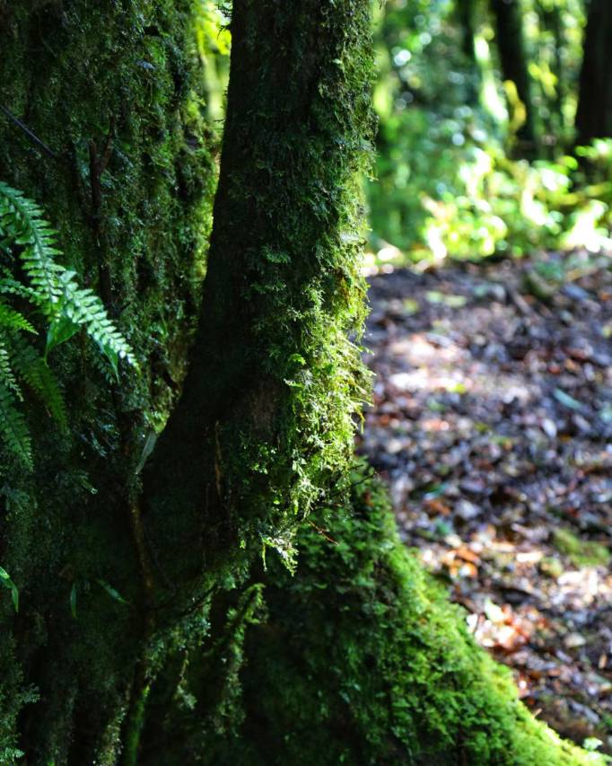 云上舍下森林民宿(金山森林公园店)图片