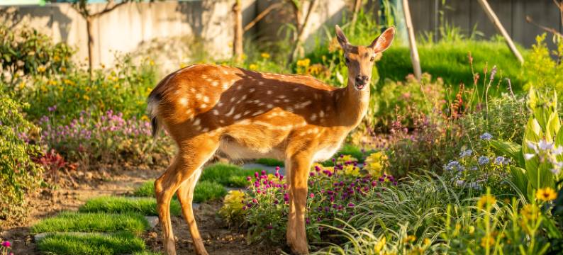 宁国鹿客岛花园酒店图片