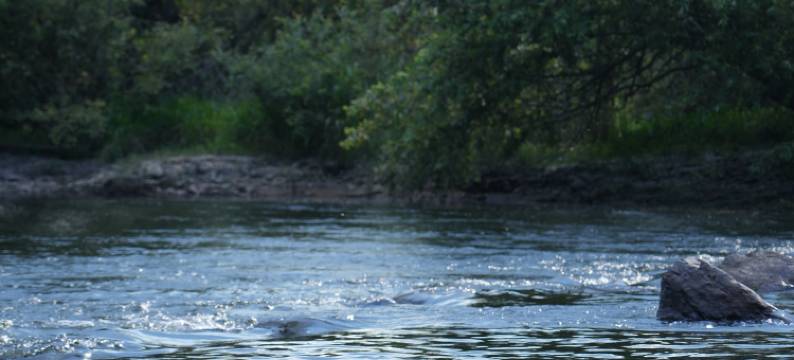 香遇·老樟树民宿图片
