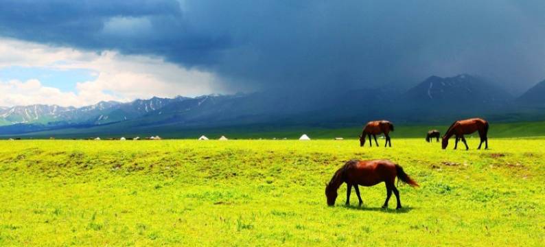 那拉提在野美宿(那拉提景区店)图片