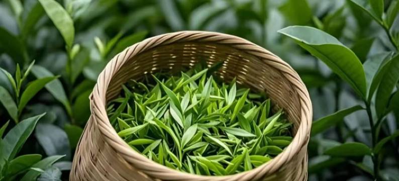 云上陈墅民宿(安吉云上草原游客中心店)图片