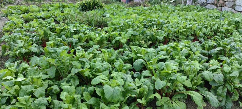 栖泉民宿(张家界国家森林公园店)图片