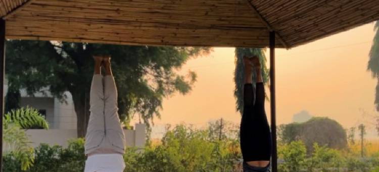 阿罗格亚自然疗法村(Aarogya Naturopathy Village)图片