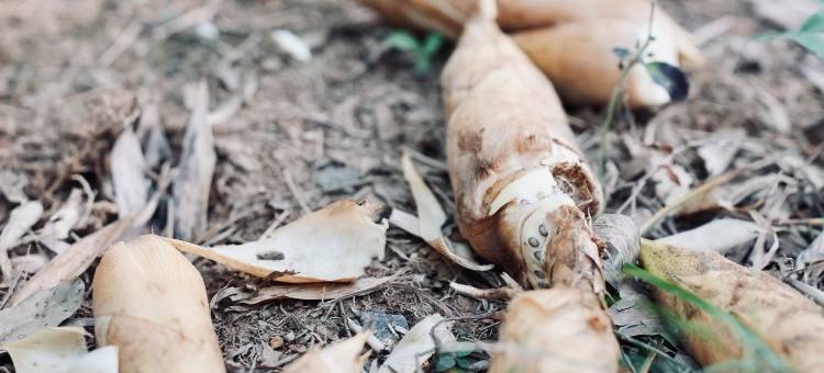 黟云·碧山图片