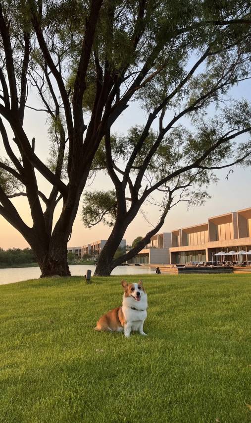 万好甄选·华悦国际酒店(华人安心五星酒店)(HuaYue Mansion Hotel)图片