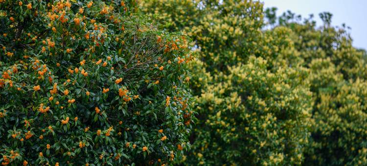 长兴芳草地度假酒店图片