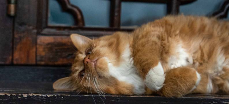 泾溪水镇梦乡村民宿图片