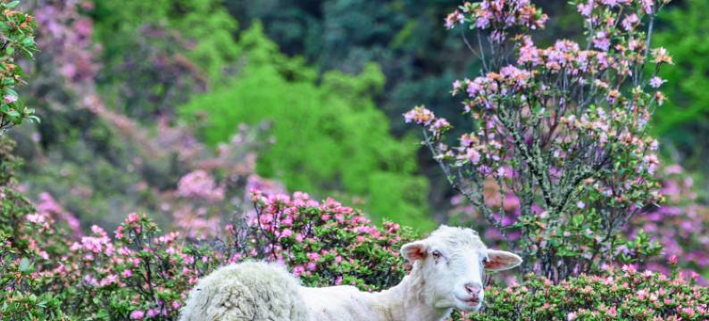 兰坪墅家吾乡罗古箐徒步民宿图片