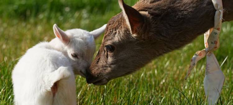 不晚里予·日照金山｜雪山全景度假酒店(白沙古镇店)图片