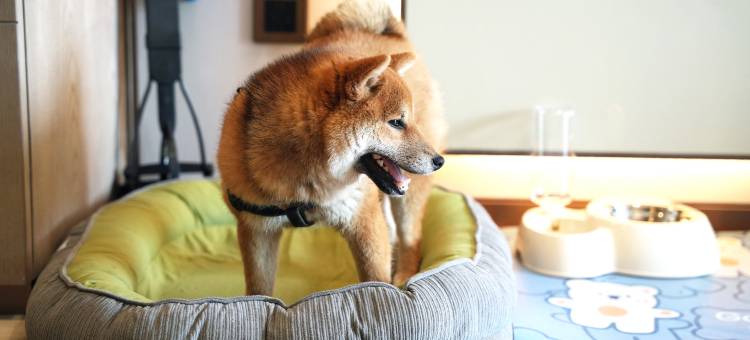 成都兴隆湖润扬希尔顿逸林酒店(西博城店)图片