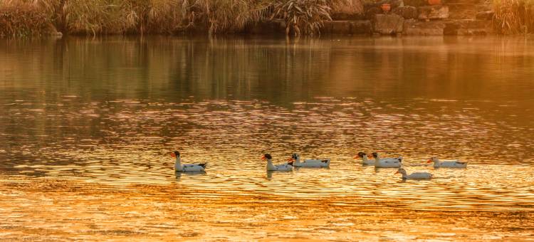 池州平天半岛大酒店图片