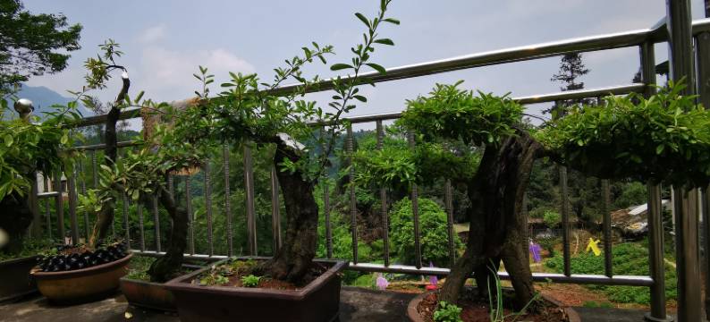 雅安逸仙居客栈图片