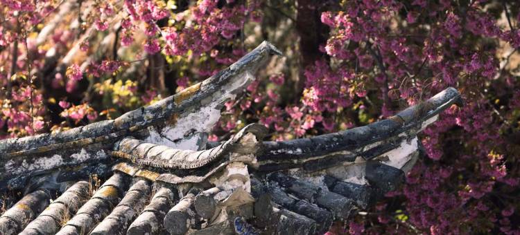 大理古城层林酒店图片