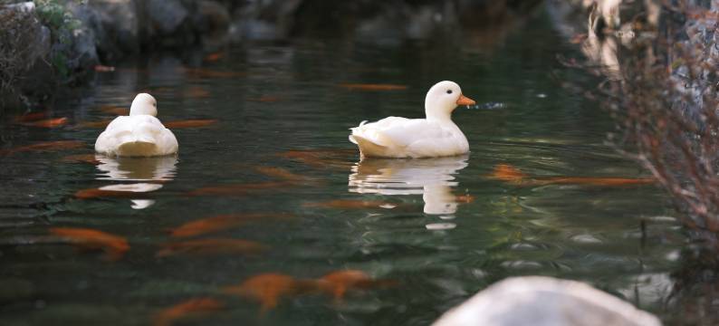 景德镇行山樨园民宿图片