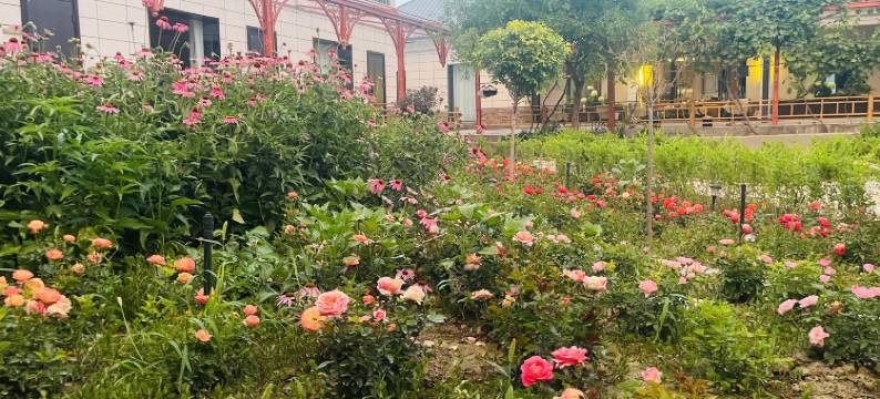 南岸·花田里民宿图片