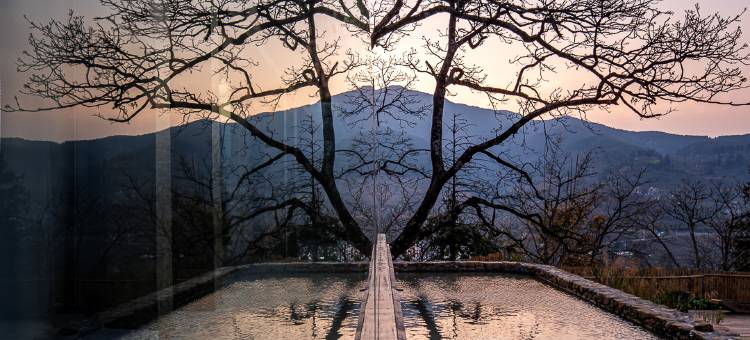 树几山舍(云海日出观景台店)图片