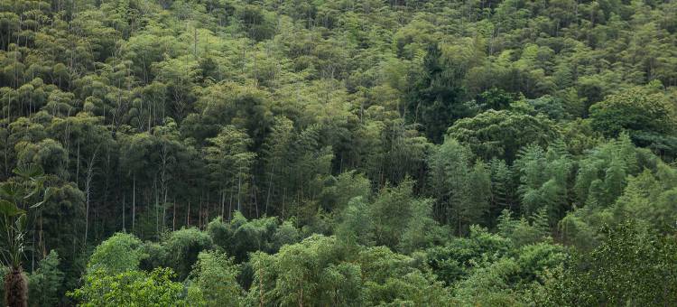 有风自南|溯溪・星空・泳池・field小院山野度假美宿图片