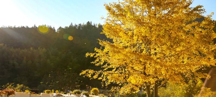 花筑奢·黄山见山露台民宿(黄山汤口南大门店)图片