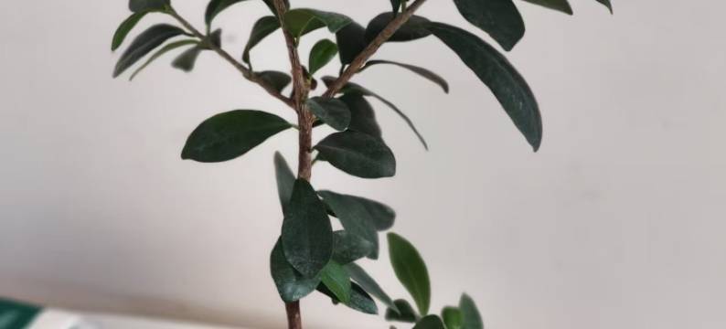 碧海蓝天民宿(东疆亲海公园店)图片