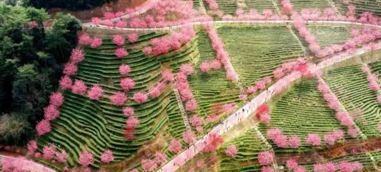 兴宁•雅朵｜LightLuxuryTeaArtCinema设计酒店(兴宁人民医院店)图片