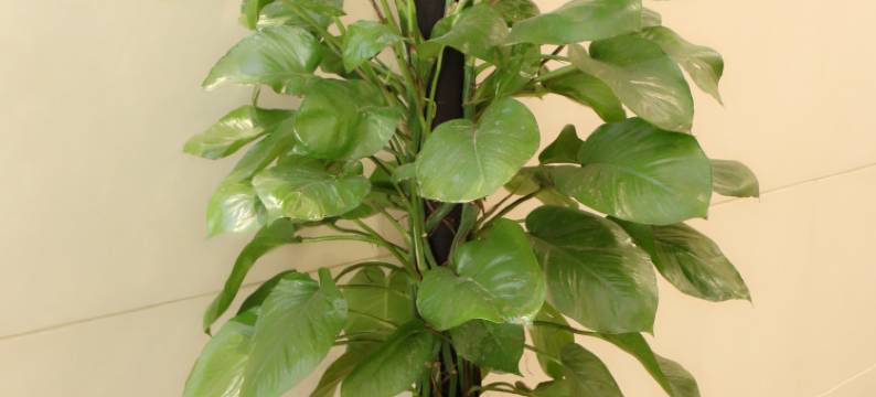 洛阳大好河山度假酒店(火车站应天门地铁站店)图片