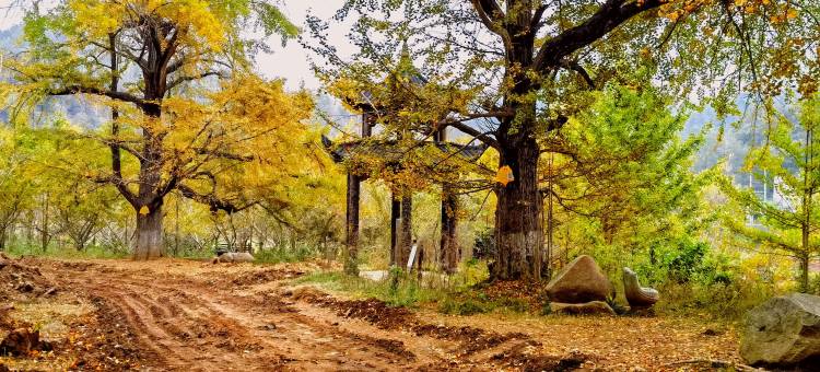 叁生有杏泳池度假民宿(银杏谷店)图片