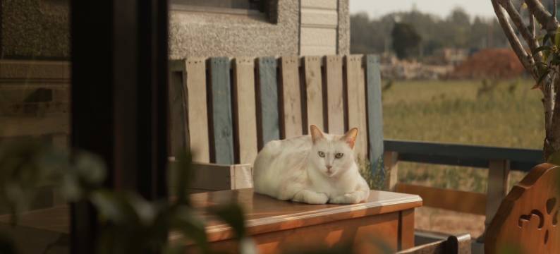 白猫民宿：慢活金门住这里图片