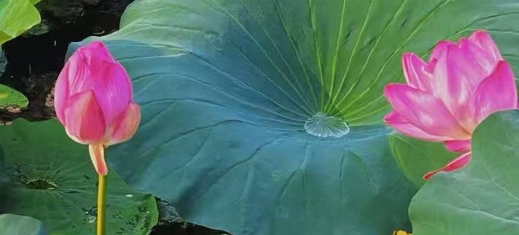 南京玄武饭店图片