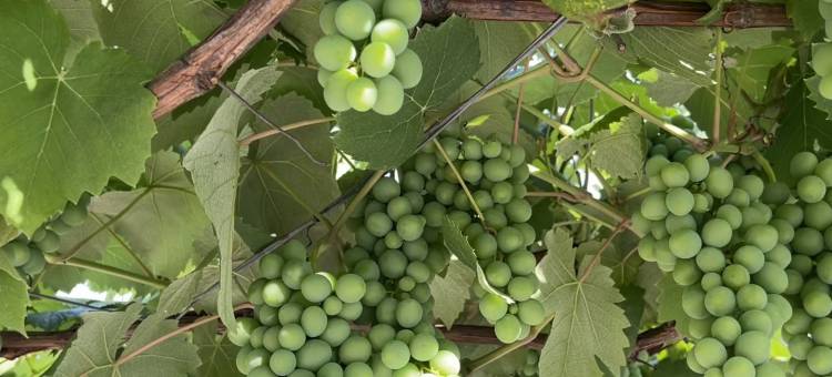 雷波楠华居野奢民宿图片