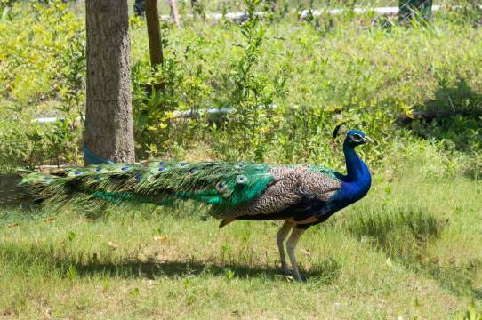舟山普陀花间府·水街庄园图片